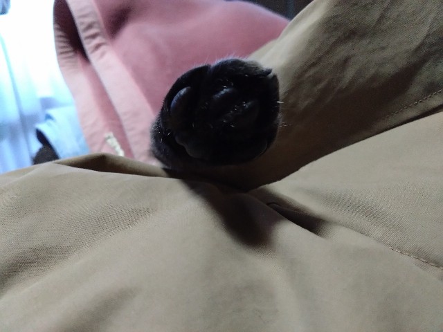 f:id:kote2bengal:20231224170259j:image