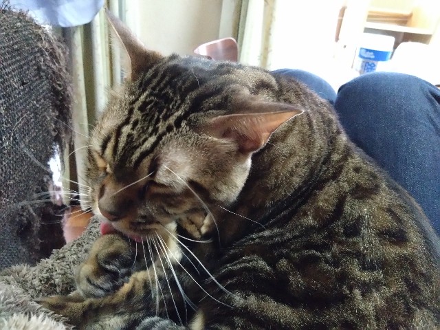 f:id:kote2bengal:20231228213231j:image