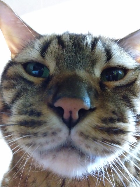 f:id:kote2bengal:20240103232934j:image