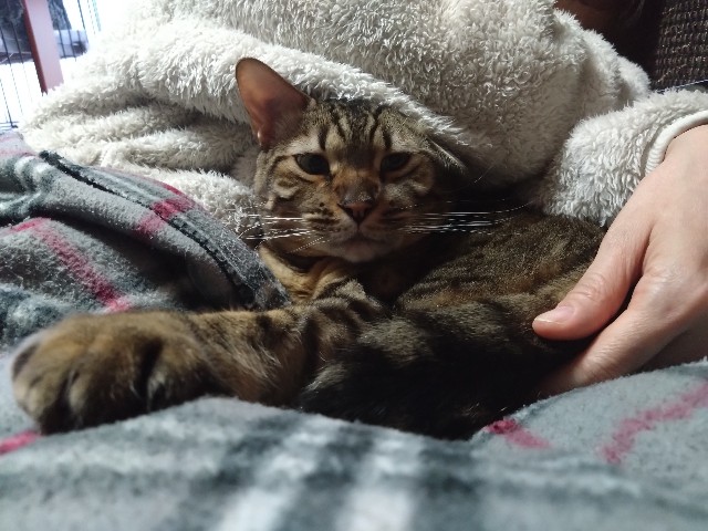 f:id:kote2bengal:20240108232552j:image