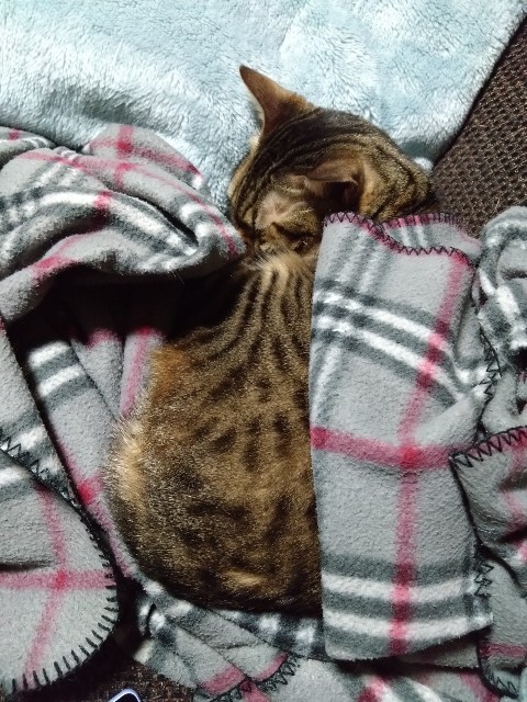 f:id:kote2bengal:20240203212722j:image