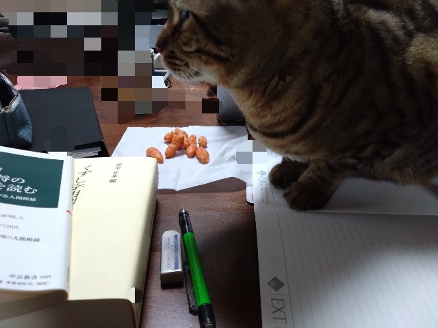 f:id:kote2bengal:20240225164228j:image