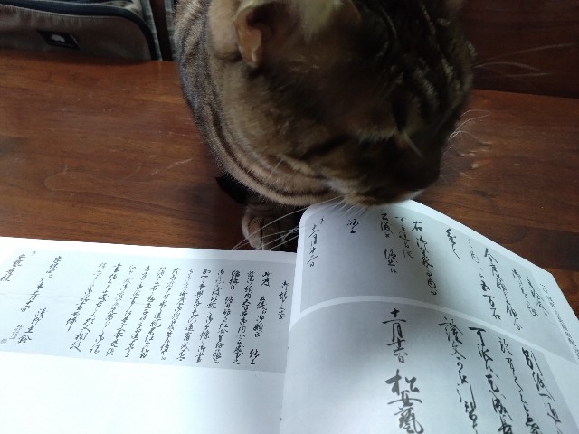 f:id:kote2bengal:20240408231232j:image