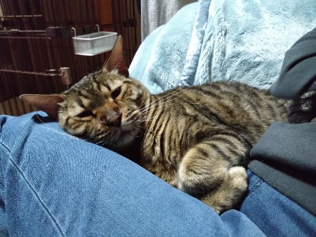 f:id:kote2bengal:20240420171529j:image