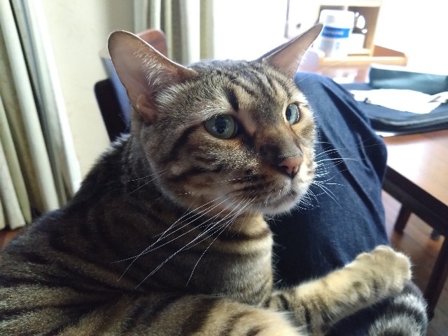 f:id:kote2bengal:20240425114829j:image