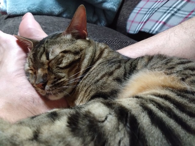 f:id:kote2bengal:20240512232944j:image