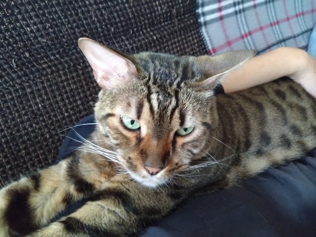 f:id:kote2bengal:20240601221606j:image