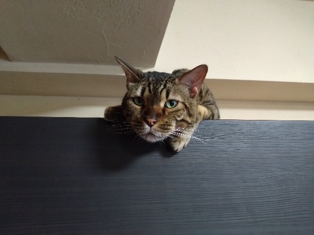 f:id:kote2bengal:20240721092659j:image