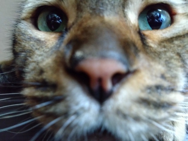 f:id:kote2bengal:20240721115738j:image