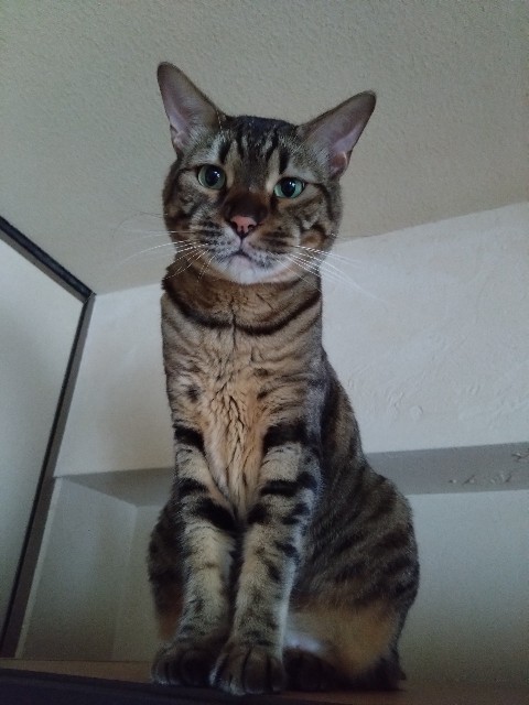 f:id:kote2bengal:20240729081644j:image