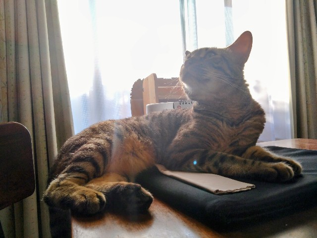 f:id:kote2bengal:20240802231109j:image