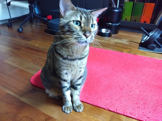 f:id:kote2bengal:20240809112602j:image