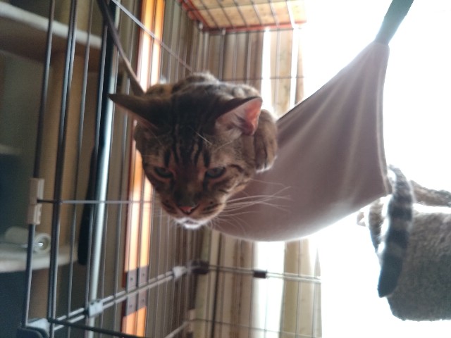 f:id:kote2bengal:20240812221102j:image