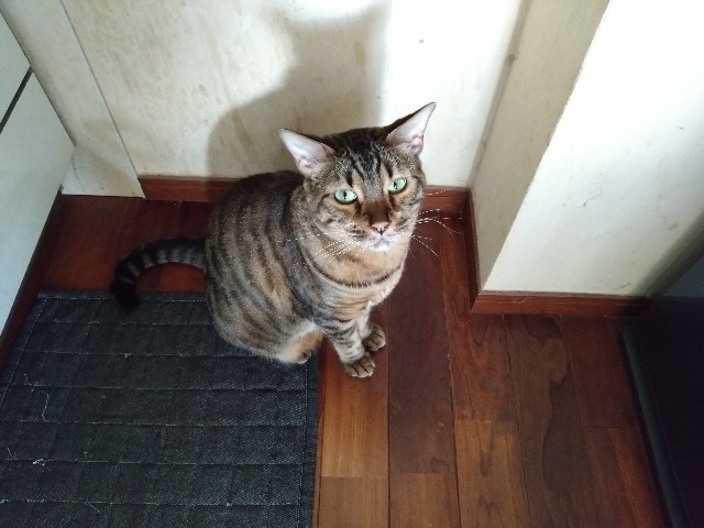 f:id:kote2bengal:20240824184615j:image