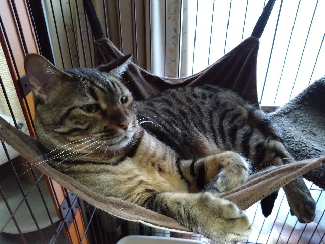 f:id:kote2bengal:20240825145515j:image