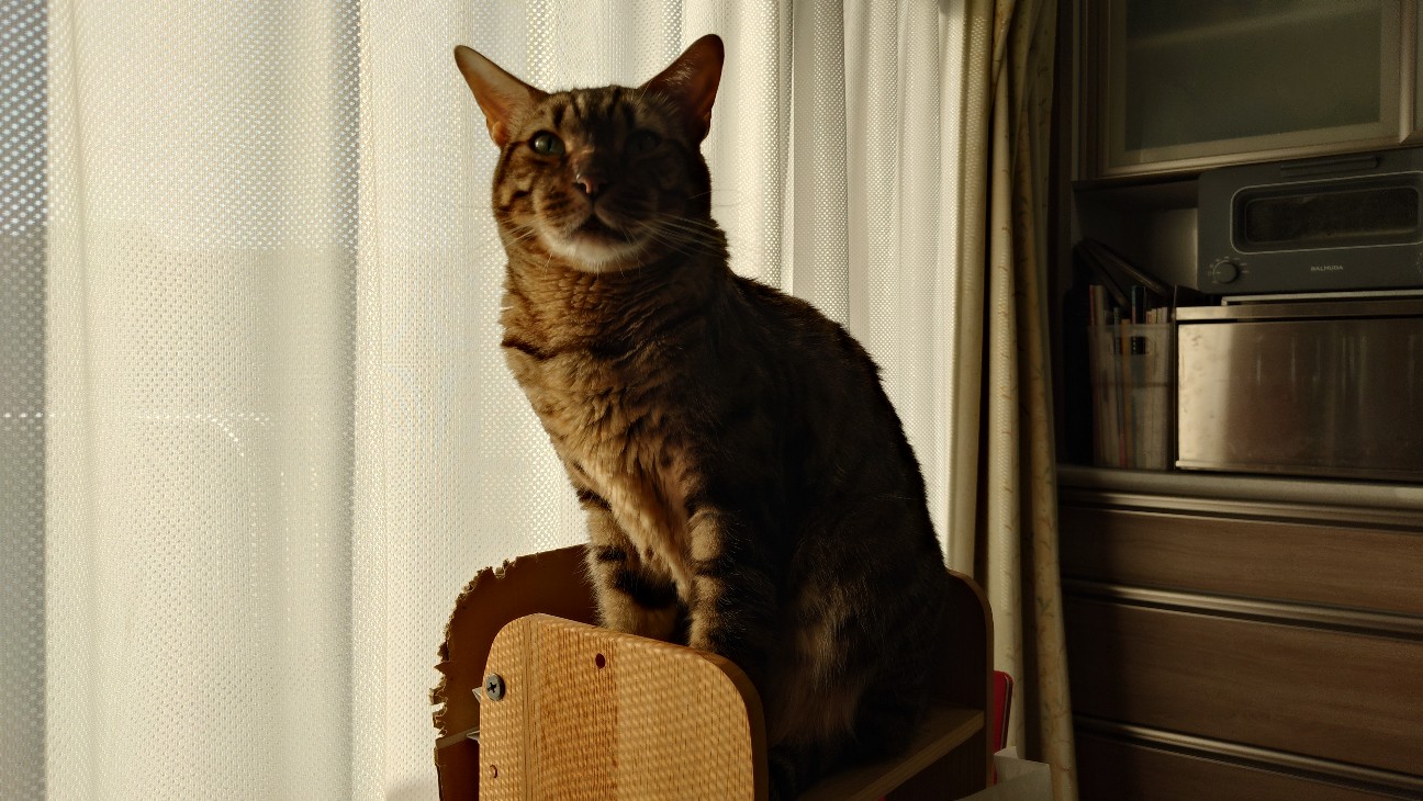 f:id:kote2bengal:20260215194035j:image