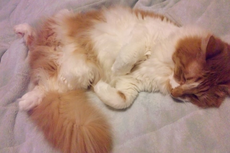 思いにふける春 黒猫ちゃんラウンドレジンヘアゴム