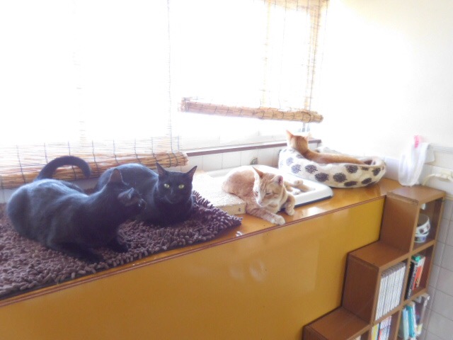 f:id:koteao:20190825093621j:plain