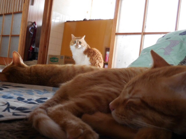 f:id:koteao:20190828082040j:plain