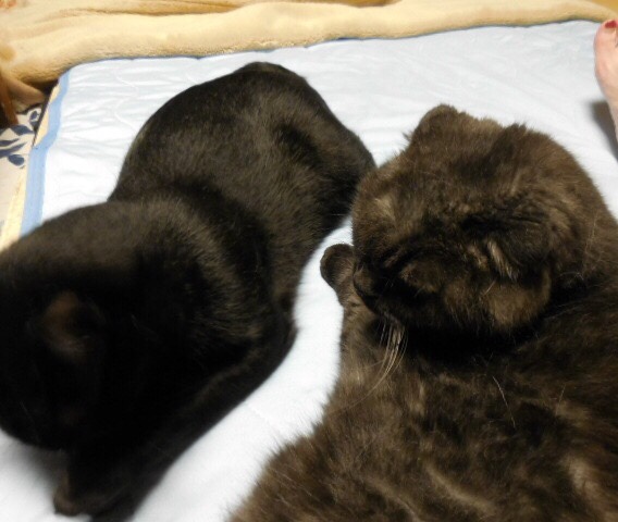 f:id:koteao:20190918081159j:plain