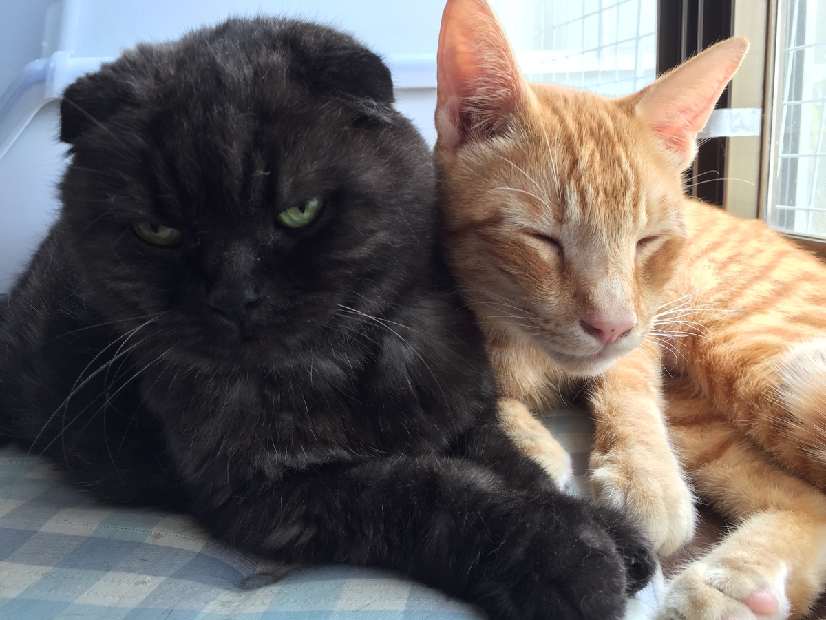 f:id:koteao:20190918081256j:plain