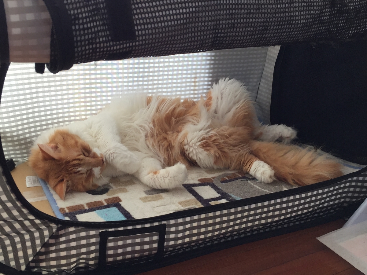 f:id:koteao:20190918081734j:plain