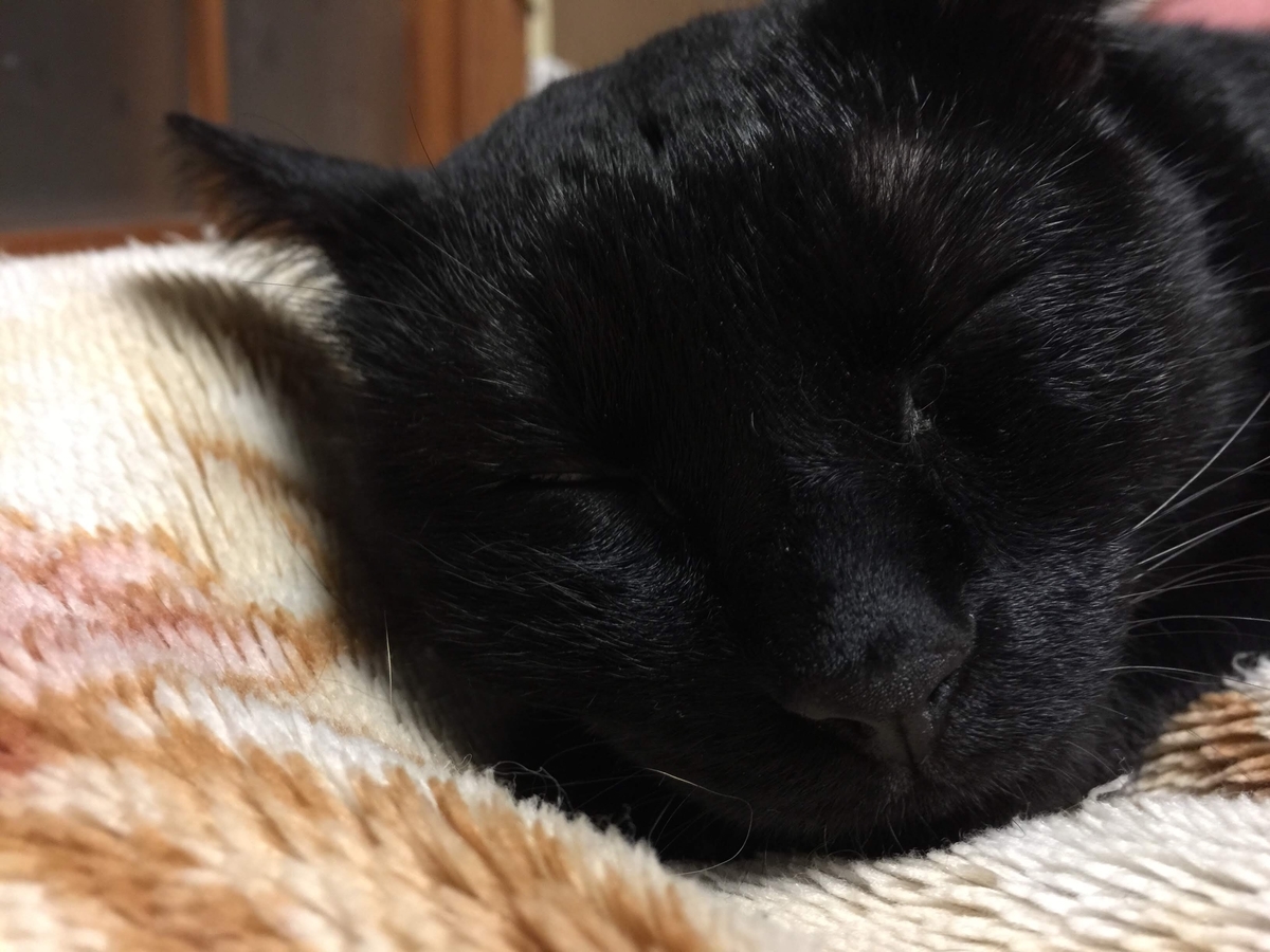 f:id:koteao:20190918081800j:plain