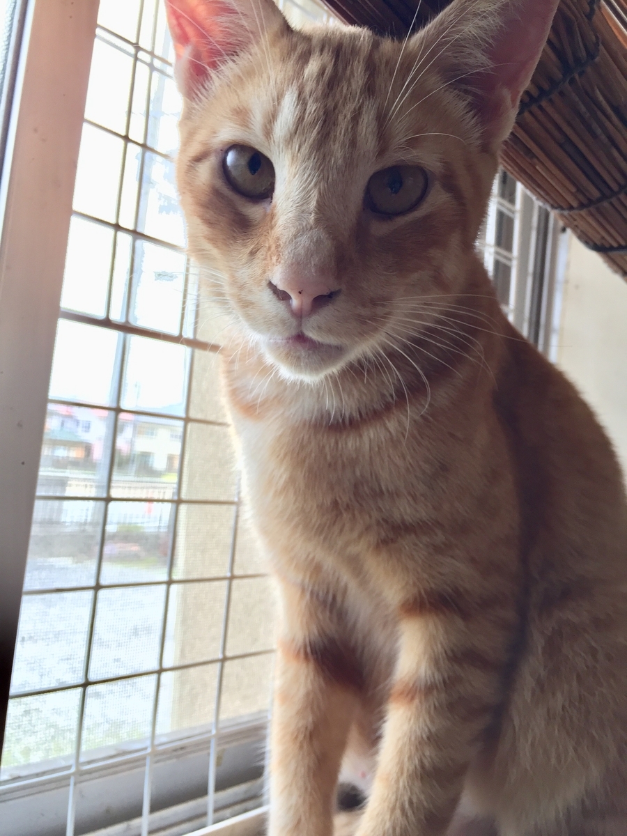 f:id:koteao:20190918081828j:plain