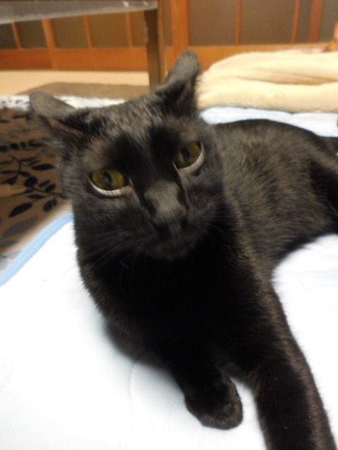 f:id:koteao:20190918081856j:plain