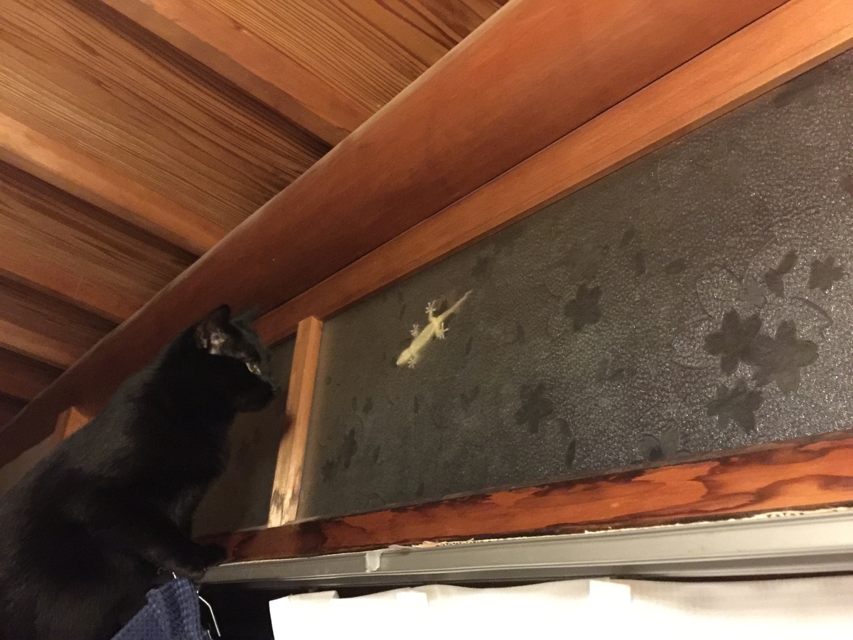 f:id:koteao:20190926124605j:plain