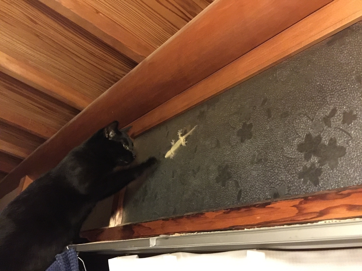 f:id:koteao:20190926124650j:plain