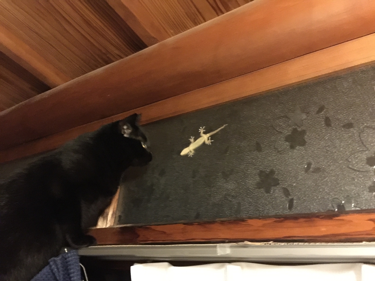 f:id:koteao:20190926124728j:plain