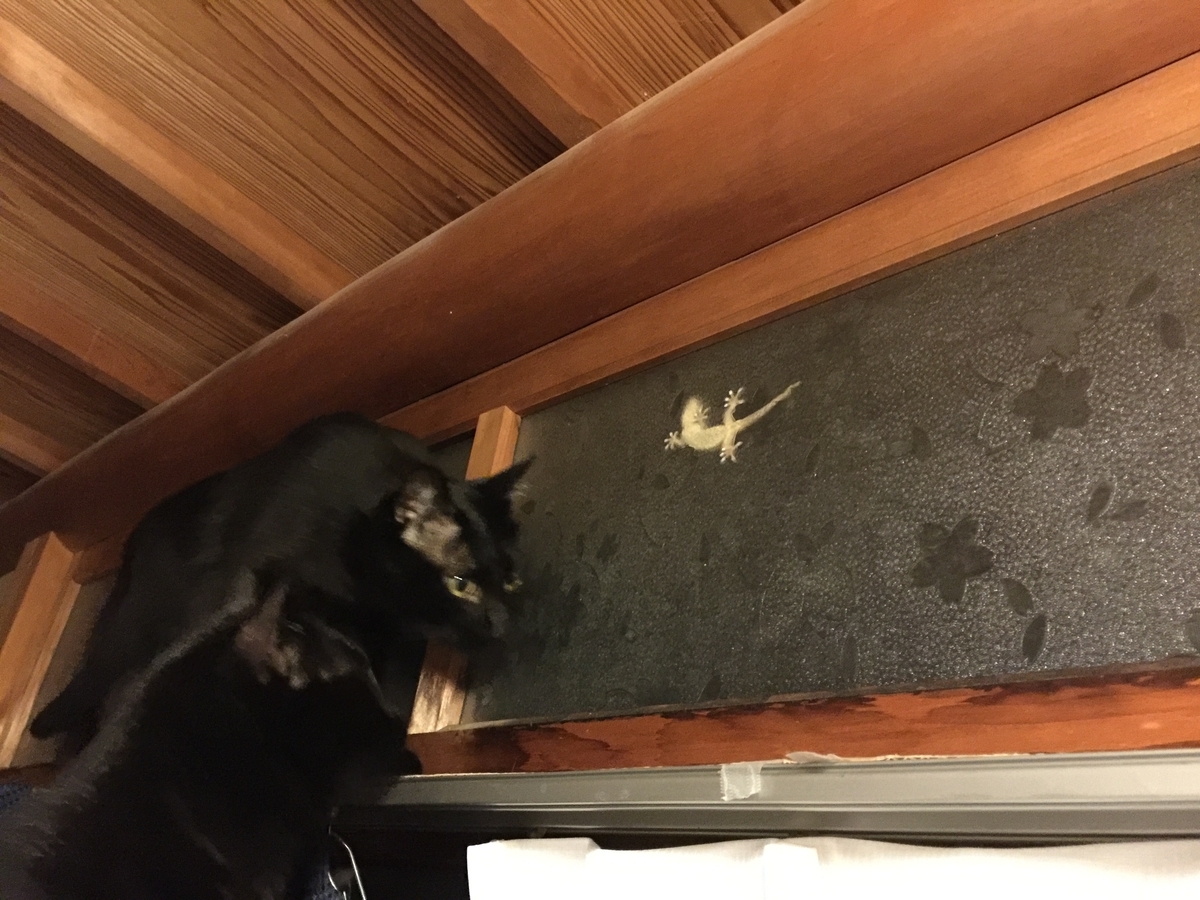 f:id:koteao:20190926124914j:plain