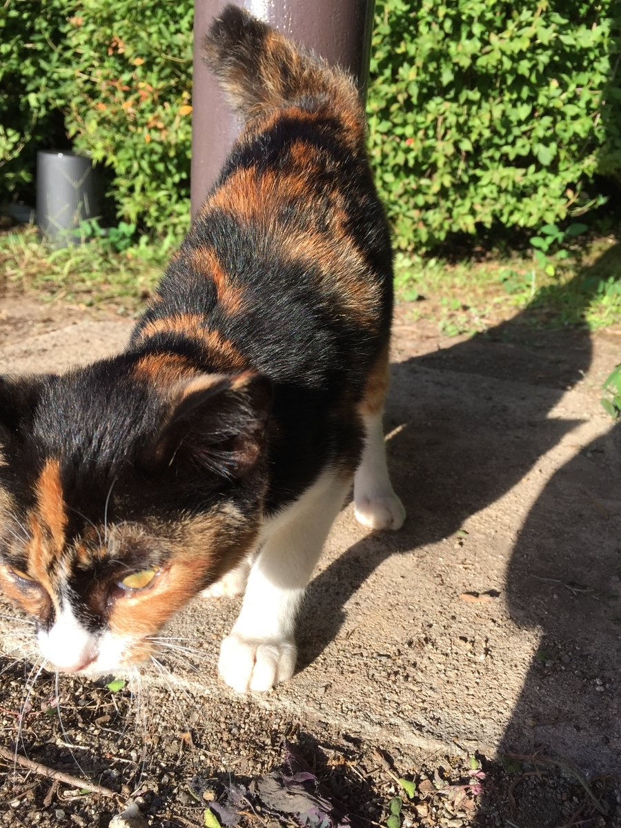 f:id:koteao:20191010123841j:plain