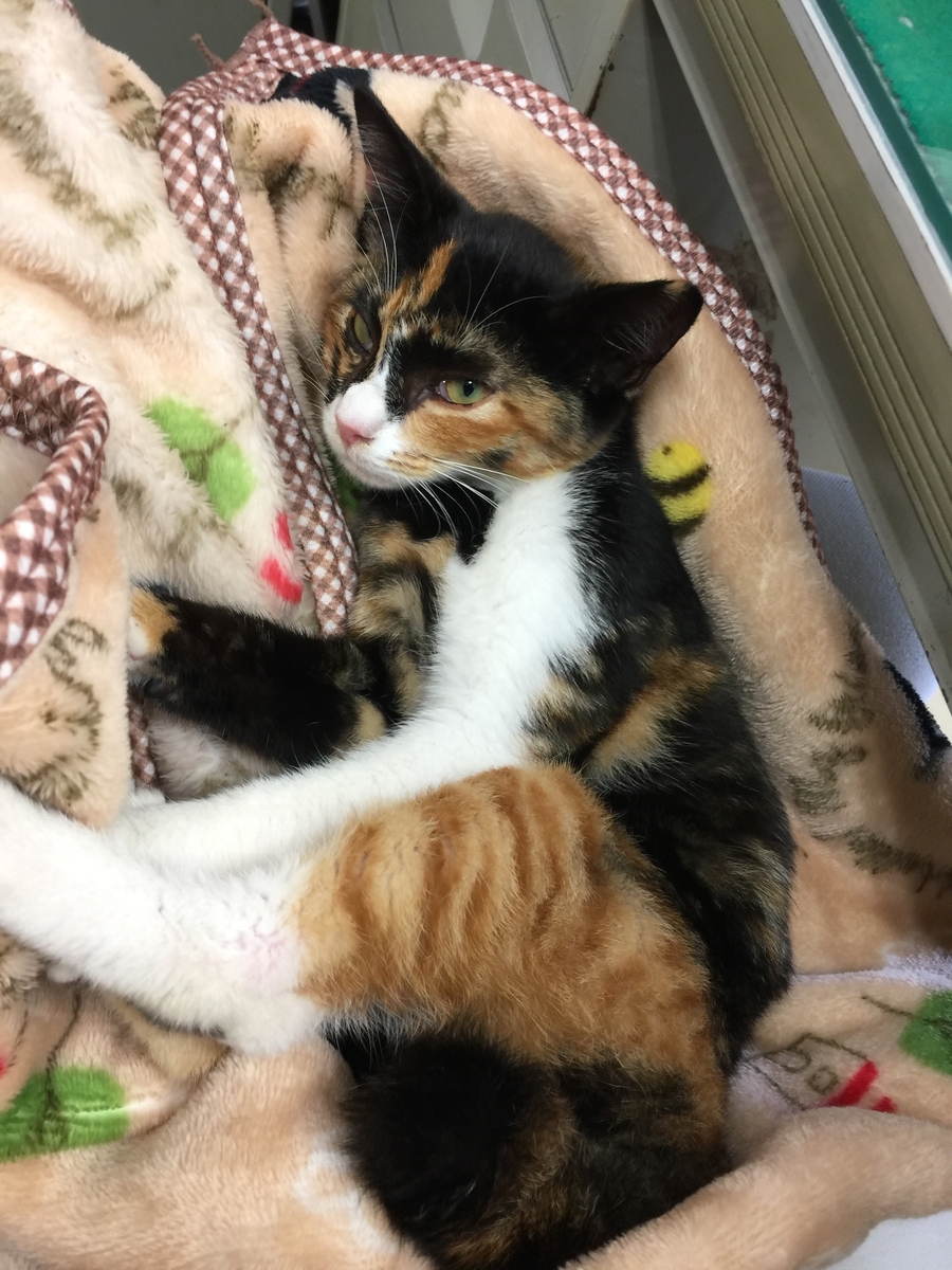 f:id:koteao:20191010124028j:plain