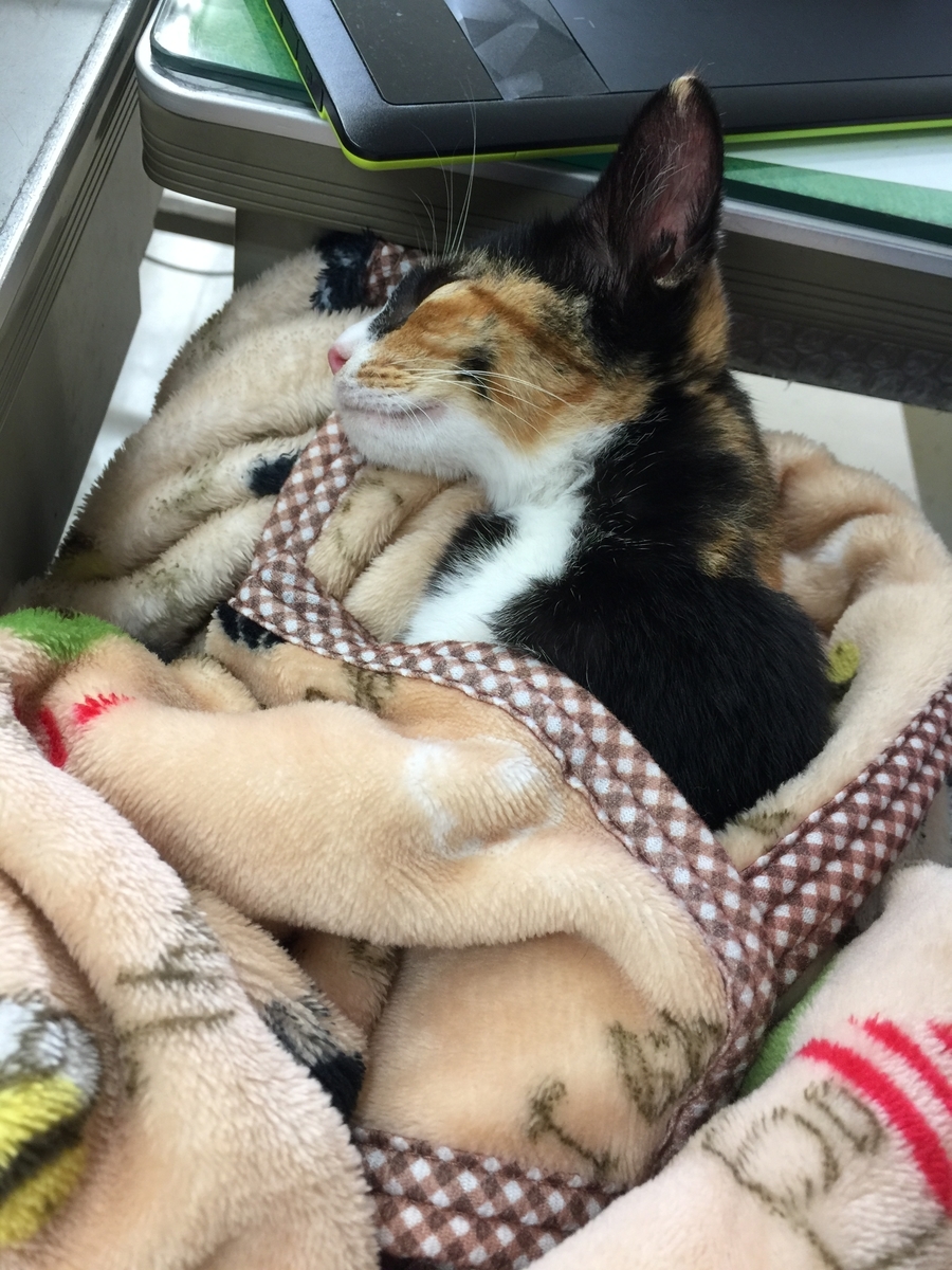 f:id:koteao:20191010124906j:plain