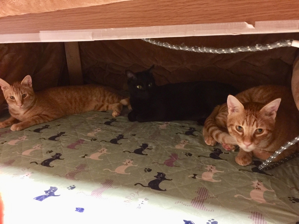 f:id:koteao:20191028090142j:plain