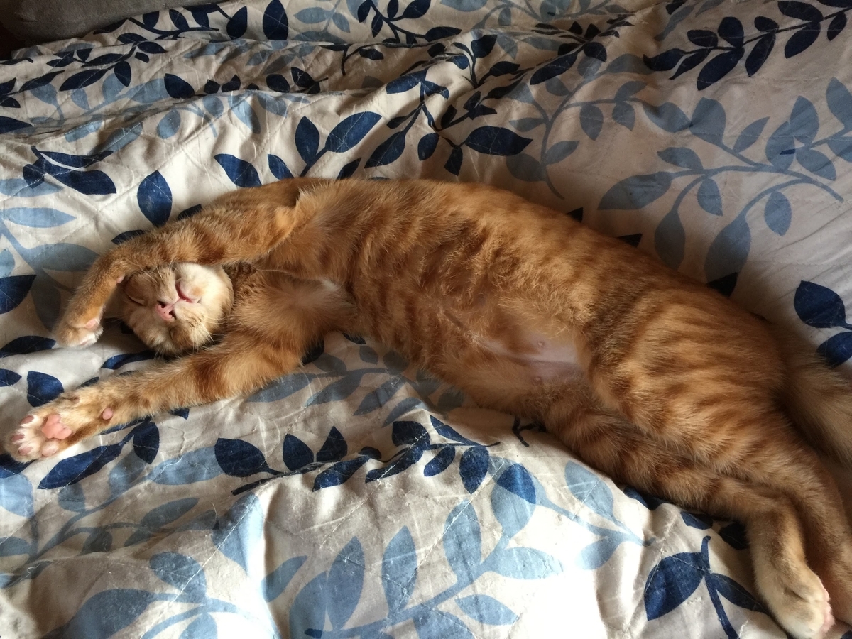 f:id:koteao:20191028090253j:plain