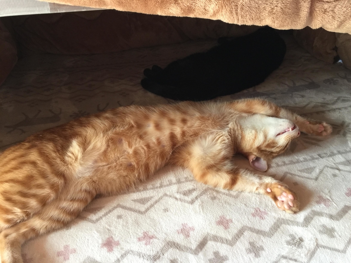 f:id:koteao:20191028090308j:plain