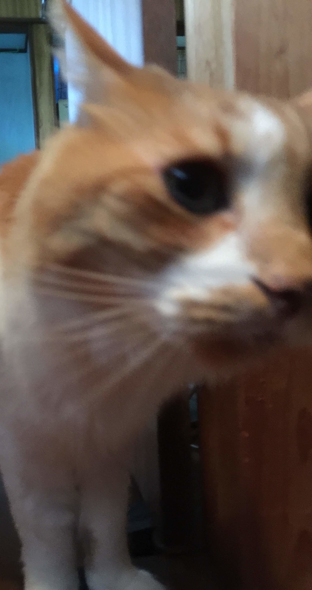 f:id:koteao:20191028090402j:plain