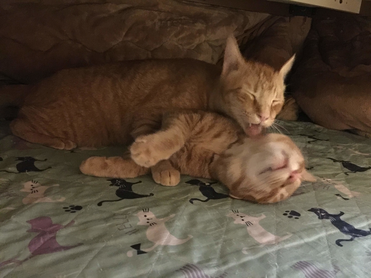 f:id:koteao:20191101104102j:plain