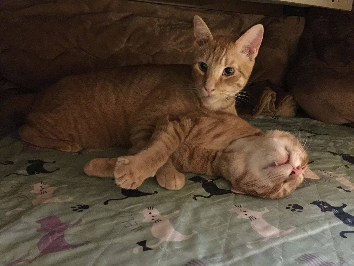 f:id:koteao:20191101104115j:plain