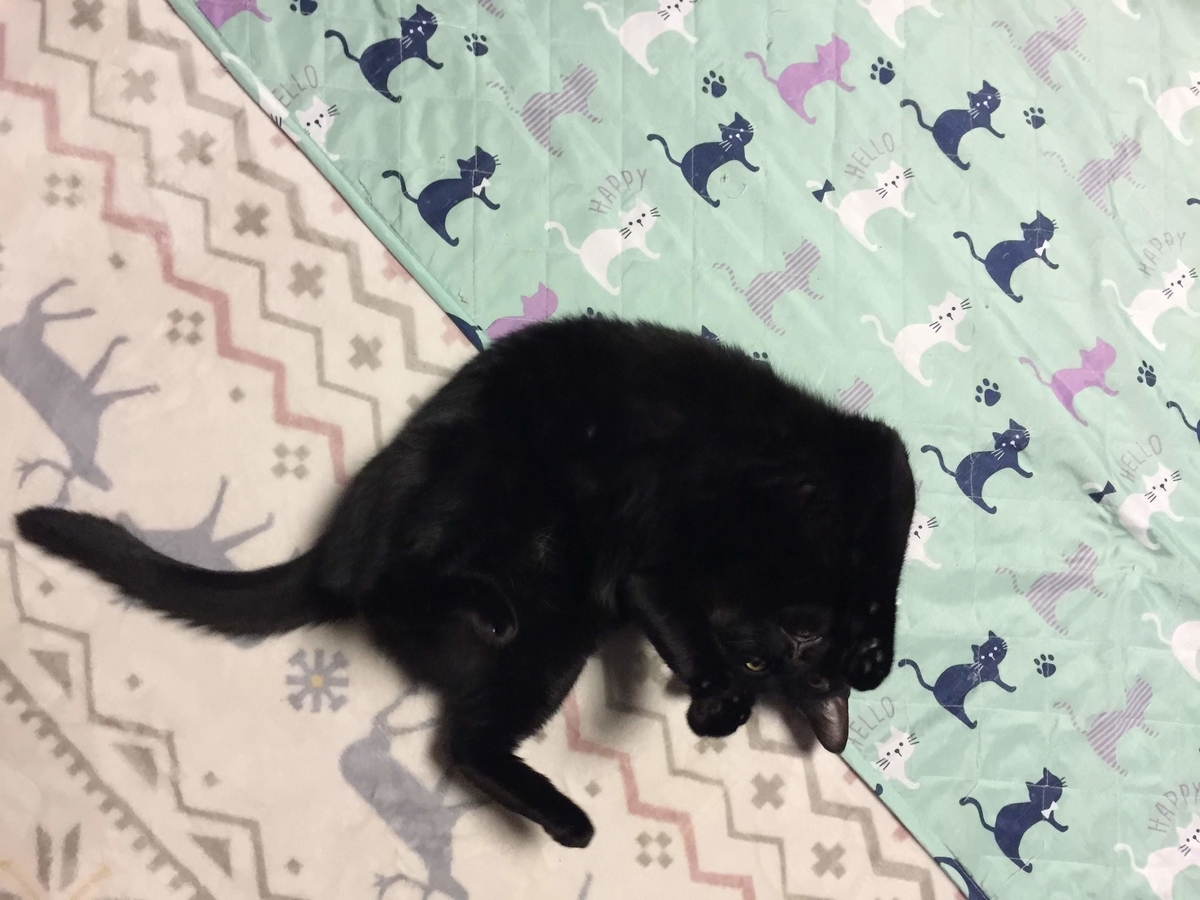 f:id:koteao:20191101104143j:plain