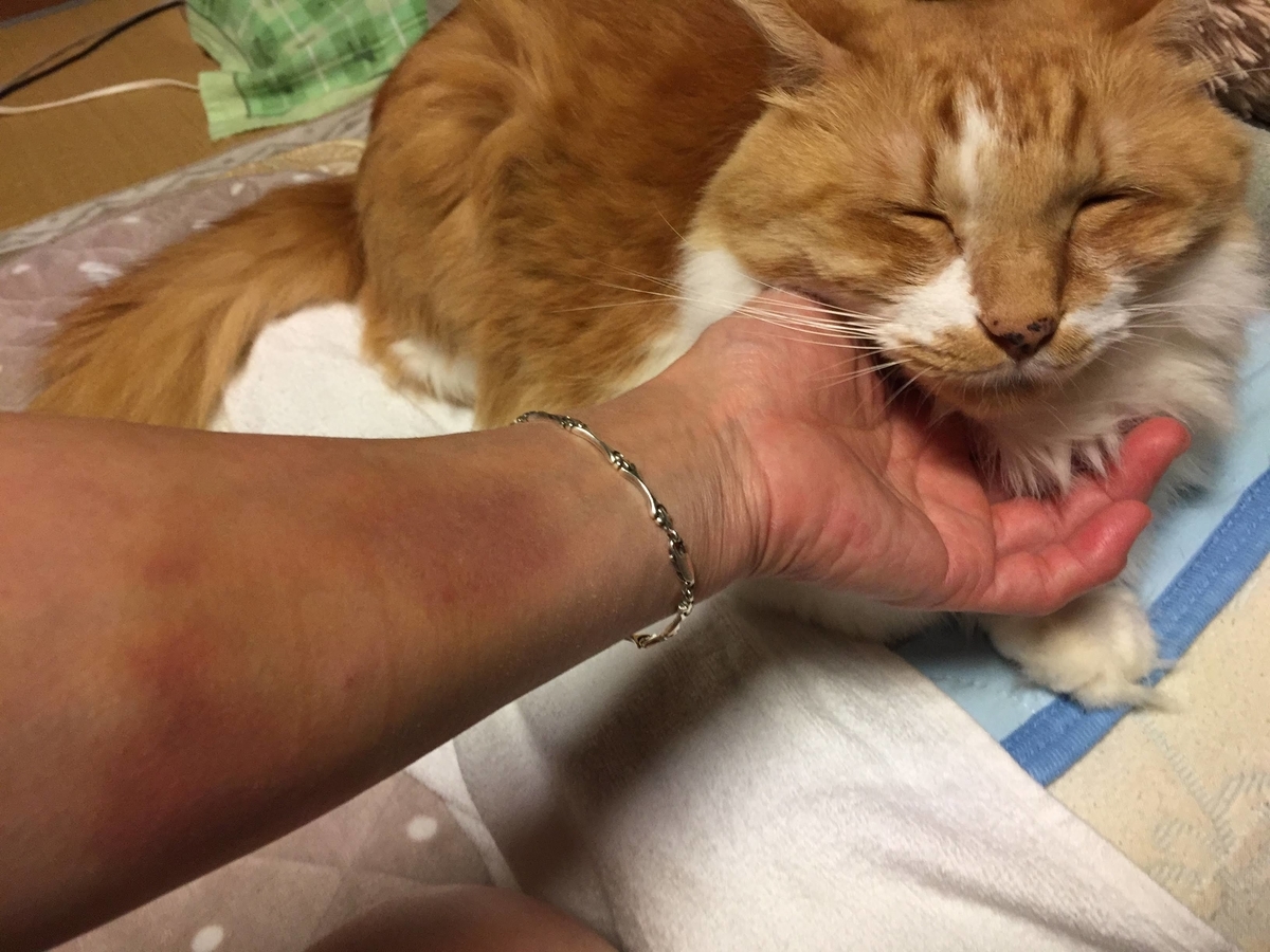 f:id:koteao:20191101104208j:plain