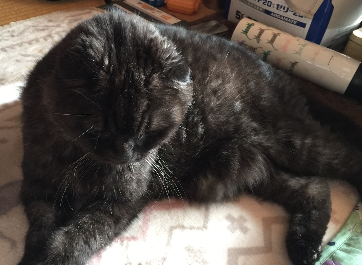 f:id:koteao:20191201134141j:plain