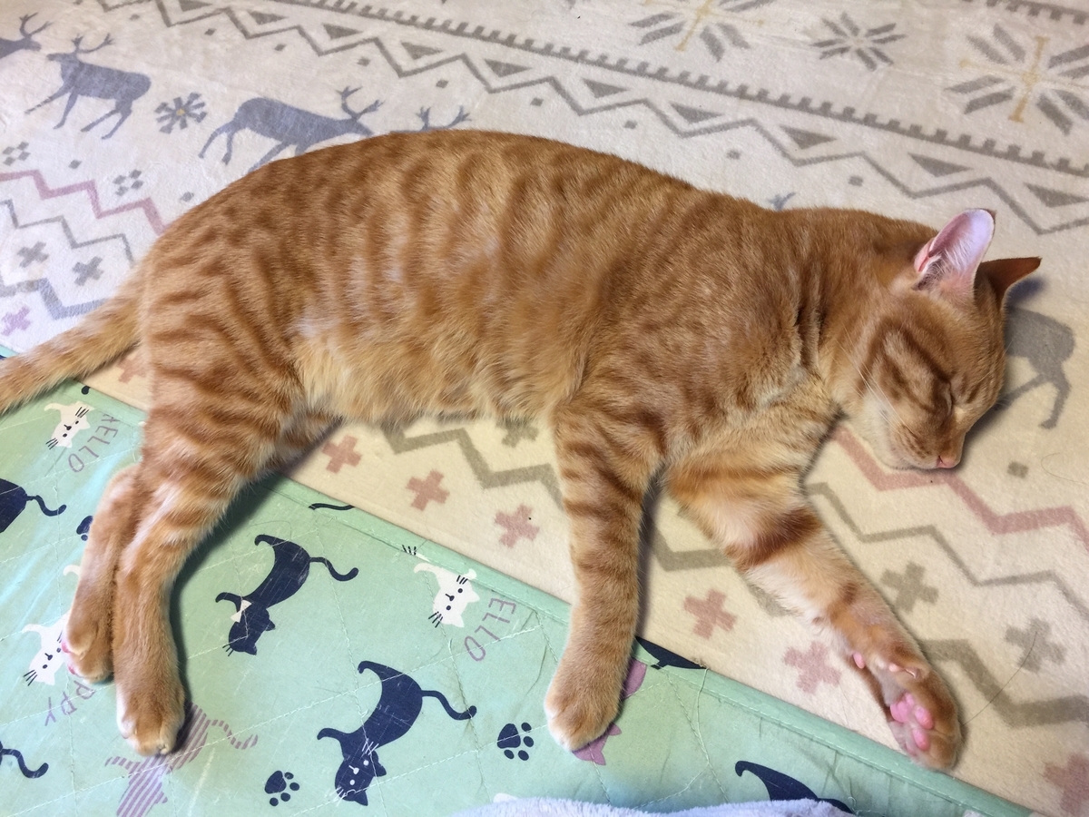 f:id:koteao:20191201134302j:plain