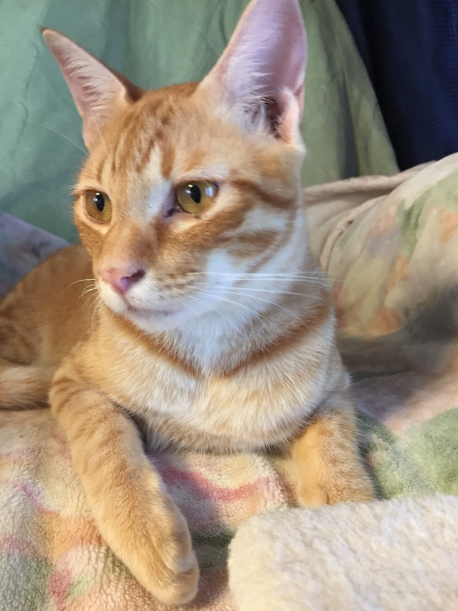 f:id:koteao:20191229084444j:plain