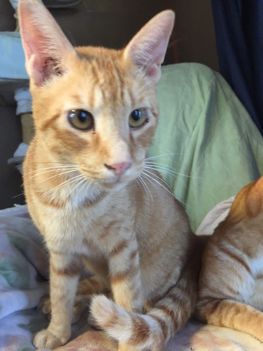 f:id:koteao:20191229084527j:plain