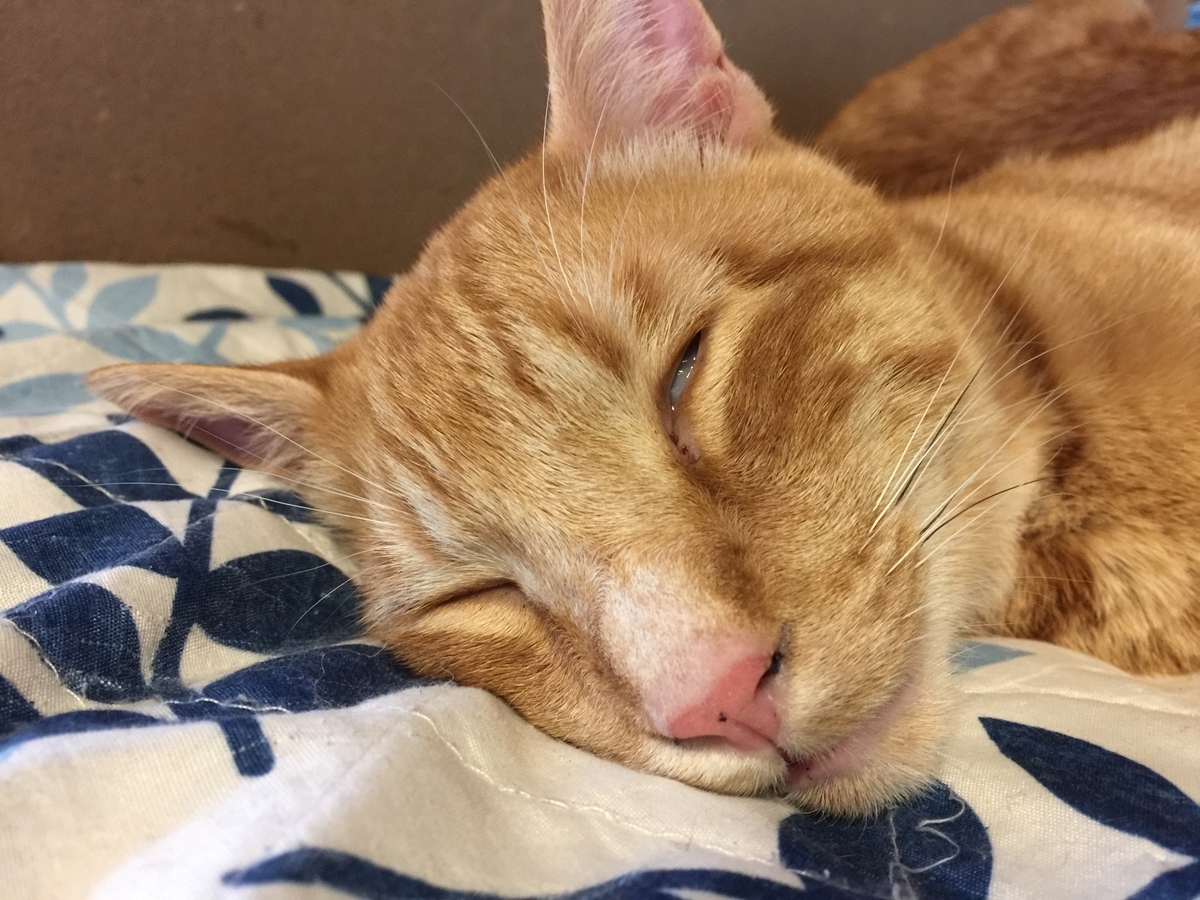 f:id:koteao:20191229085146j:plain