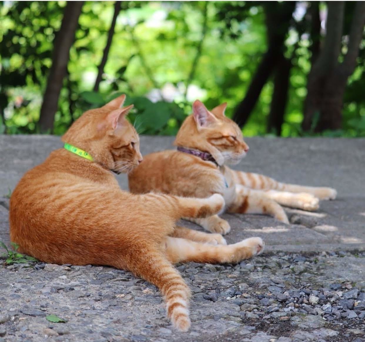 f:id:koteao:20191229085255j:plain